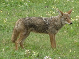 320px-Coyote