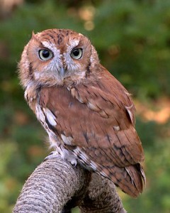 384px-EasternScreechOwl Eastern Screech Owl