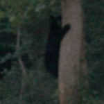 Black Bear in West Barnstable