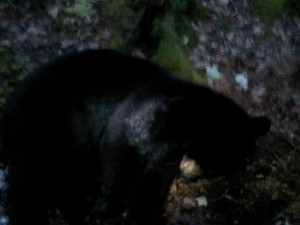 west-barnstable-bear-2 West Barnstable Bear Camera Phone Pic