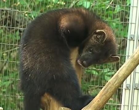 fisher cat screaming in front yard