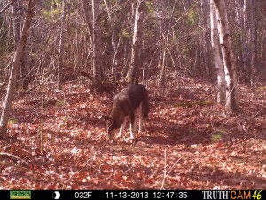 CoyWolf Caught on Duxbury, MA Trail Cams | Cape Cod Wildlife Calling ...