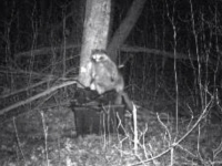 raccoon on trail camera