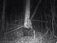 raccoon on trail camera